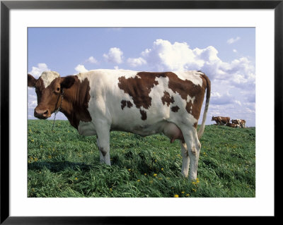 Guernsey Cows On Farm, Il by Lynn M. Stone Pricing Limited Edition Print image