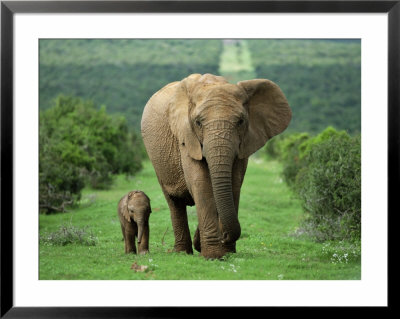 Mother And Calf, African Elephant (Loxodonta Africana), Addo National Park, South Africa, Africa by Ann & Steve Toon Pricing Limited Edition Print image