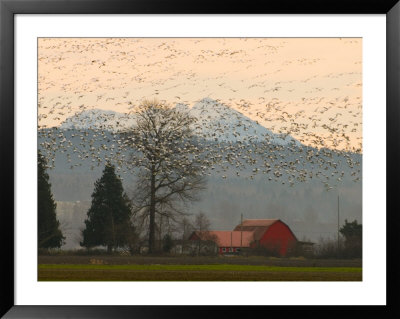 Flock Of Snow Geese Take Flight, Mt. Baker And Cascades At Dawn, Fir Island, Washington, Usa by Trish Drury Pricing Limited Edition Print image
