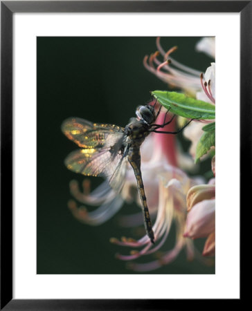 Close-Up Of Dragonfly Backlit On Azalea, Georgia, Usa by Nancy Rotenberg Pricing Limited Edition Print image