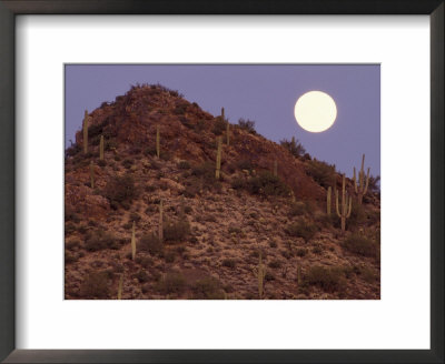 Sonora Desert, Saguaro National Park, Arizona, Usa by Gavriel Jecan Pricing Limited Edition Print image