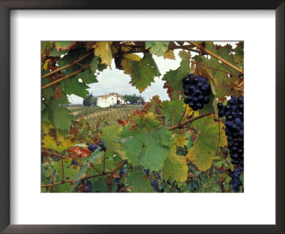 Farmhouse View Through Grapevine, Tuscany, Italy by John & Lisa Merrill Pricing Limited Edition Print image