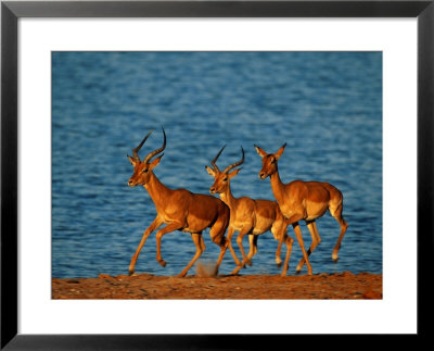 A Trio Of Impala Prance Along A Shoreline by Beverly Joubert Pricing Limited Edition Print image
