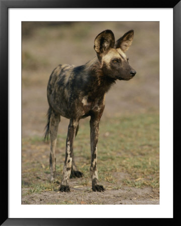 An African Wild Dog In Chobe National Park by Beverly Joubert Pricing Limited Edition Print image