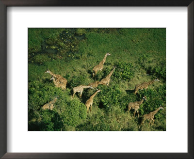 Herd Of Giraffe Grazing In Trees On An African Plain by Bobby Haas Pricing Limited Edition Print image