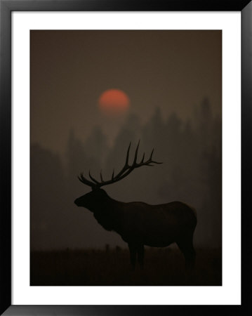 A Bull Elk (Cervus Elaphus) Is Silhouetted In The Fading Light At Dusk by Michael S. Quinton Pricing Limited Edition Print image