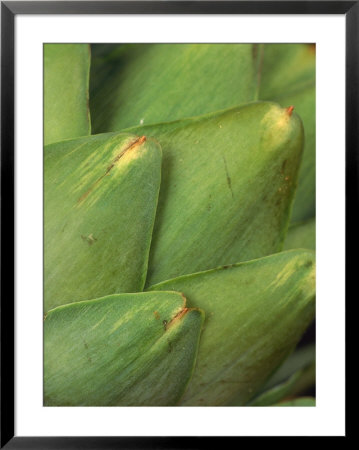 Close-Up Of Artichoke by Carol & Mike Werner Pricing Limited Edition Print image