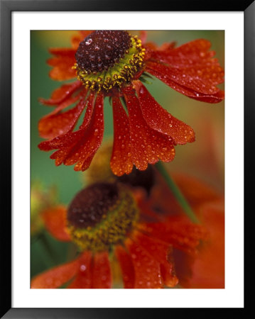 Sneeze Weed Flower Bloom, Sammamish, Washington, Usa by Darrell Gulin Pricing Limited Edition Print image