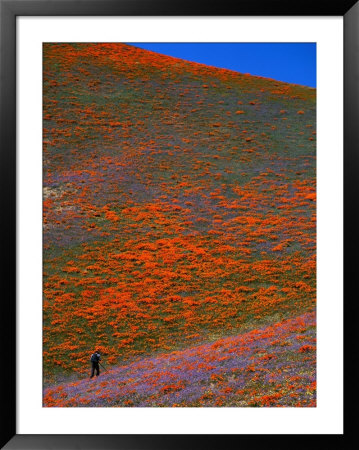 A Photographer Surrounded By California Poppies In The Hills Of Gorman, California, Usa by Jan Stromme Pricing Limited Edition Print image