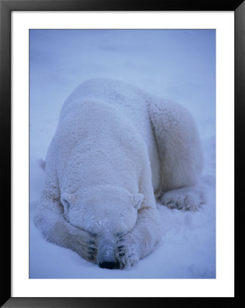 A Polar Bear Covers His Eyes To Get Some Sleep by Paul Nicklen Pricing Limited Edition Print image