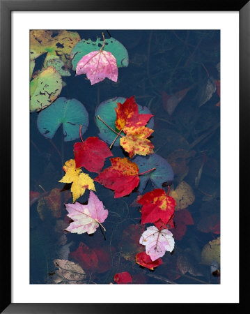 Fall Leaves On Top Of Water, New England by Curtis Martin Pricing Limited Edition Print image