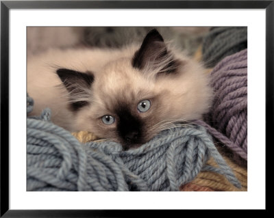 Ragdoll Kitten Playing With Colored Yarn by Frank Siteman Pricing Limited Edition Print image
