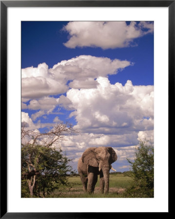 Elephant In Etosha National Park, Namibia by Walter Bibikow Pricing Limited Edition Print image