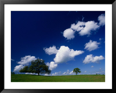 Oak Trees And Clouds In Spring, Foothills Of Sierra Nevada, Usa by Nicholas Pavloff Pricing Limited Edition Print image
