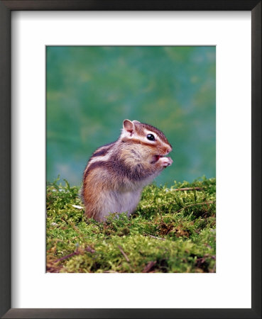 Siberian Chipmunk by Steimer Pricing Limited Edition Print image