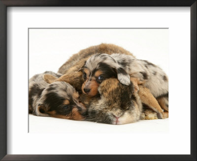 Silver Dapple Miniature Dachshund Puppies Cuddled Up With Tortoiseshell Dwarf Lop Doe Rabbit by Jane Burton Pricing Limited Edition Print image