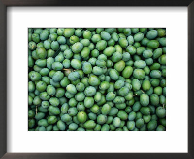 Harvest Of Green Sevillana Olives, Napa Valley, California, Usa by Roberto Gerometta Pricing Limited Edition Print image