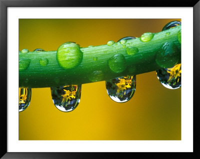 Dew Drops On Dahlia Stem Reflecting A Yellow Asiatic Lily, Sammamish, Washington, Usa by Darrell Gulin Pricing Limited Edition Print image