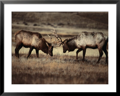 Sparring Bull Elk (Cervus Elaphus), Yellowstone National Park, Wyoming, Usa by Carol Polich Pricing Limited Edition Print image