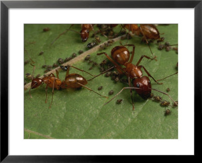 Honey Ants Gather Honey Dew Secreted By Aphids The Ants Farm by George Grall Pricing Limited Edition Print image