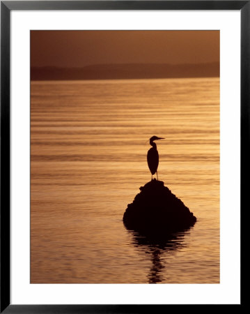 Great Blue Heron At Sunset by Fogstock Llc Pricing Limited Edition Print image