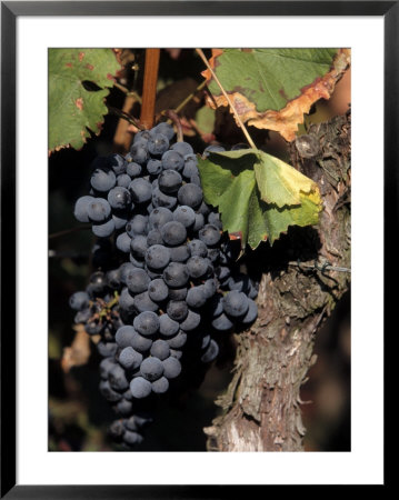 Close-Up Of Grapes On Vine, Germany by Aneal Vohra Pricing Limited Edition Print image
