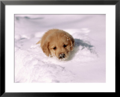 Golden Retriever Puppy In Deep Snow by Frank Siteman Pricing Limited Edition Print image
