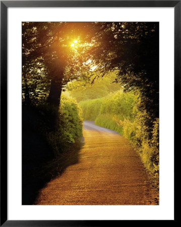Sunlit Country Lane, Devon, England by Peter Adams Pricing Limited Edition Print image