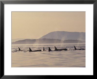 Orca Whales Surfacing In The San Juan Islands, Washington, Usa by Stuart Westmoreland Pricing Limited Edition Print image