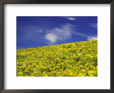 Californian Poppies, Central Otago, South Island, New Zealand by David Wall Pricing Limited Edition Print image