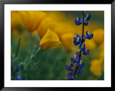 Close View Of Mexican Poppies And Other Wildflowers by Annie Griffiths Belt Pricing Limited Edition Print image