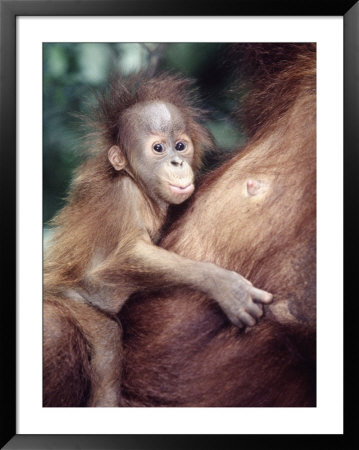 Sumatran Baby Orangutan, Pongo Pygmaeus, Indonesia by Robert Franz Pricing Limited Edition Print image