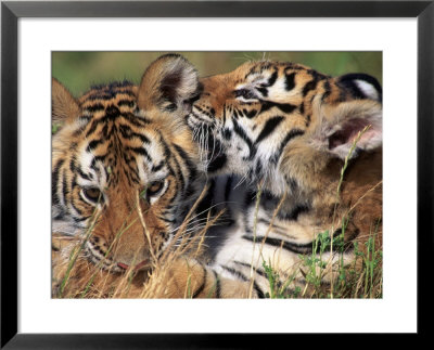 Two Bengal Tiger Cubs Bonding by Don Grall Pricing Limited Edition Print image