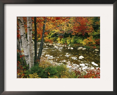 Swift River With Aspen And Maple Trees In The White Mountains, New Hampshire, Usa by Darrell Gulin Pricing Limited Edition Print image