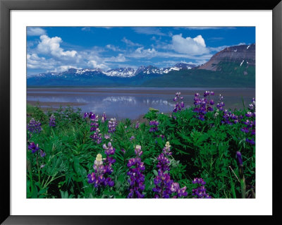 Arctic Lupin, Alaska, Usa by Dee Ann Pederson Pricing Limited Edition Print image