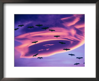 Sandhill Cranes In Flight And Lenticular Cloud Formation Over Mt. Shasta, California by Tom Haseltine Pricing Limited Edition Print image