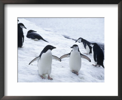 Adelie And Chinstrap Penguin, Antarctica by Ernest Manewal Pricing Limited Edition Print image