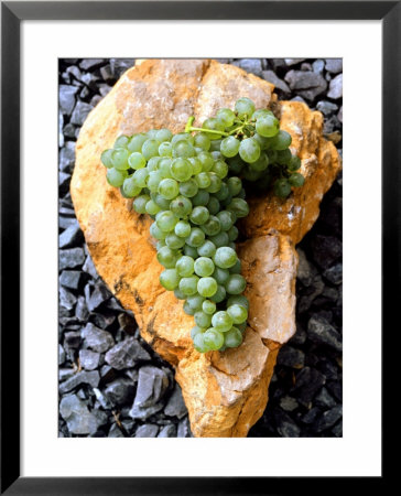 Chenin Blanc Grapes Lying On Stone, South Africa by Joerg Lehmann Pricing Limited Edition Print image
