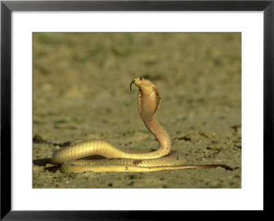 Cape Cobra, Yellow Form, Kalahari Gemsbok National Park, Sa by Tim Jackson Pricing Limited Edition Print image