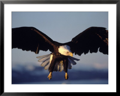 American Bald Eagle In Flight by Lynn M. Stone Pricing Limited Edition Print image