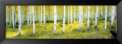 Ashley National Forest by Alain Thomas Pricing Limited Edition Print image