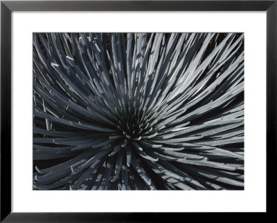 Close View Of A Silversword Plant by Marc Moritsch Pricing Limited Edition Print image