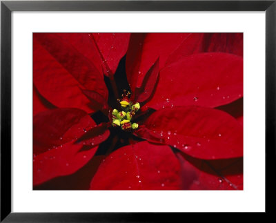 A Close View Of Dew Drops On A Poinsettia Plant by Nick Caloyianis Pricing Limited Edition Print image