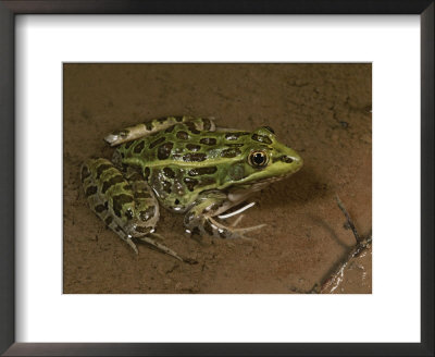 A Southern, Or Chiricaha, Leopard Frog (Rana Utricularia) by George Grall Pricing Limited Edition Print image