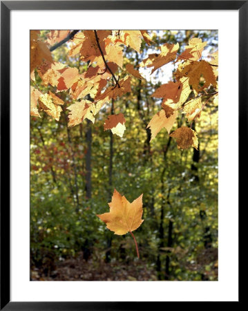 Single Leaf Falls From Tree, Autumn Foliage by Dennis Macdonald Pricing Limited Edition Print image