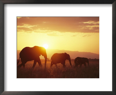 A Family Of African Elephants Walk At Twilight by Roy Toft Pricing Limited Edition Print image