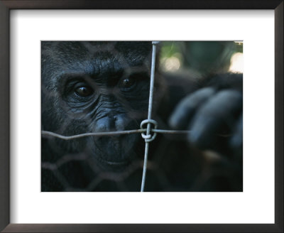 Orphaned Gorilla At Gorilla Protection Project To Be Released In Wild by Michael Nichols Pricing Limited Edition Print image