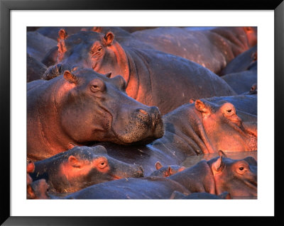 Hippopotamus (Hippopotamus Amphibius) In River, Katavi National Park, Rukwa, Tanzania by Ariadne Van Zandbergen Pricing Limited Edition Print image