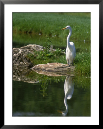 White American Egret by Rudi Von Briel Pricing Limited Edition Print image