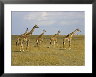 Maasai Giraffes Roaming Across The Maasai Mara, Kenya by Joe Restuccia Iii Pricing Limited Edition Print image